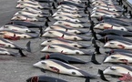 ​Chasse à la baleine : tollé contre le Togo après son co-parrainage sur les quotas