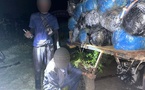 Trafic de drogue à Mbodiène : 427 kg de chanvre indien saisis par la gendarmerie de Mbour, un individu interpellé