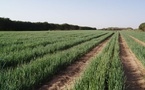 ​Sécurité alimentaire au Sénégal : Swami Agri lève 30 milliards FCFA pour moderniser son infrastructure