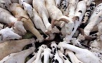 ​Tabaski 2016 : 750.000 moutons disponibles à partir du 29 juillet 