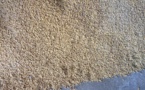 ​La Guinée-Bissau envisage la production de 80 000 tonnes de riz