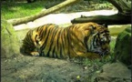 Vidéo: Une femme se fait dévorer par un tigre dans un zoo
