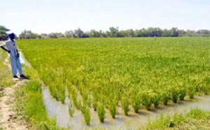 Lancement du Projet d’appui à la production de semences certifiées de riz pluvial