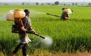 ​Usage excessif des pesticides : le Sénégal en danger