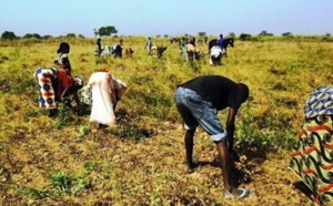 Lancement de la Campagne Agricole 2024-2025 au Sénégal : Une baisse du prix des engrais annoncée 