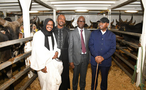 Souveraineté alimentaire : l’État réceptionne 1 050 bovins pour moderniser l’élevage sénégalais