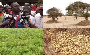 Pomme de terre : les horticulteurs des Niayes alertent sur les risques de pertes de leur production de pomme de terre