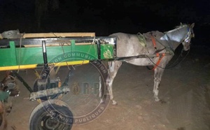 Mbour : 600 Kg de chanvre indien saisis, un individu arrêté, des suspects recherchés