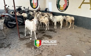 Cambérène 2 : un homme interpellé après le vol de 15 moutons dans un enclos