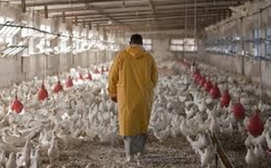 Approvisionnement en poulets durant la Korité : un bilan jugé satisfaisant par les aviculteurs