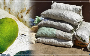 Diourbel : Saisie de 15 sacs de mangues immatures au marché Ndoumbé Diop