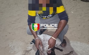 Guédiawaye : un individu arrêté puis déféré au parquet pour avoir tenté de cuisiner un chien