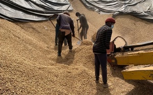Touba: les opérateurs économiques dénoncent un échec de la campagne de commercialisation de l'arachide