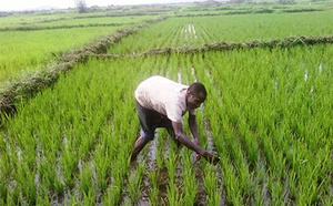 Filière rizicole : 254 projets accompagnés par le FONGIP pour un volume global de crédits avoisinant 1,7 milliard de FCFA