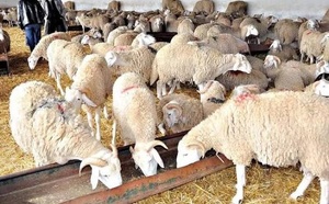 Élevage : Alerte sur le prix du mouton après l'explosion des coûts de l'aliment de bétail