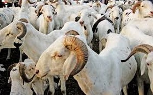Approvisionnement en moutons pour la Tabaski : Vers une réforme profonde du modèle d'organisation