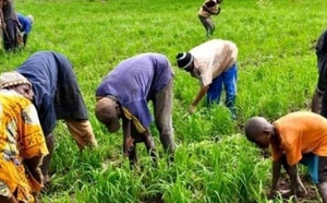 Modernisation agricole : Un plan de mécanisation en marche pour soutenir l'autosuffisance alimentaire au Sénégal