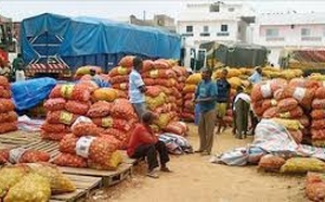 Louga: les producteurs d’oignons rassurent sur les prix à la veille de la Tabaski