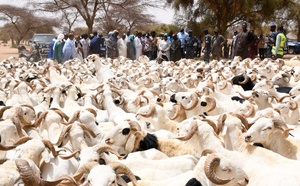​Tabaski 2026 : 143 497 moutons invendus malgré une offre record