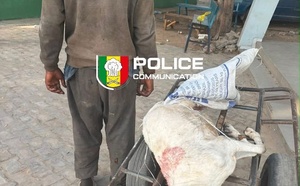 ​Médina : un homme arrêté alors qu’il tentait de vendre la viande d’un mouton en décomposition