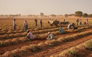​Campagne agricole 2026 : Kaolack a déjà reçu plus de 42 % de son quota de semences d’arachide
