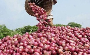 Matam : la filière oignon atteint un record de 20 tonnes à l’hectare malgré des contraintes persistantes