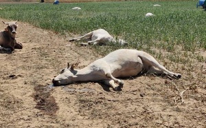 Kaffrine : 22 vaches tuées par une intoxication au sorgho à Simbara