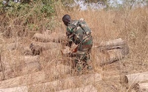 Lutte contre le trafic de bois : La Zone militaire n°5 saisit plus de 80 billons de teck en Casamance (Dirpa)