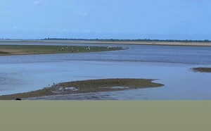 « L’écotourisme lié aux oiseaux migrateurs : un levier économique majeur pour les zones humides »,expert