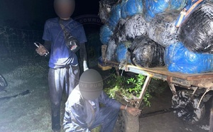 Trafic de drogue à Mbodiène : 427 kg de chanvre indien saisis par la gendarmerie de Mbour, un individu interpellé