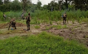 Nord Sindian : sept champs de chanvre indien détruits et deux individus interpellés 