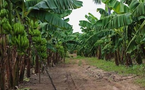 Bouno : la banane, un moteur économique face aux défis de la filière