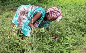 Sénégal : l’État annonce un investissement de 175 milliards de FCFA pour le stockage de produits agricoles