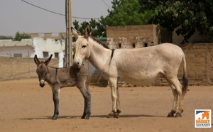 ​Rapport Brooke : le rôle vital des chevaux et des ânes face aux crises climatiques au Sénégal