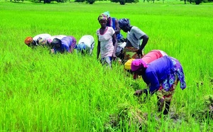 Filière riz au Sénégal : La BIS et le PNUD injectent plus de 502 millions FCFA pour soutenir 148 entreprises féminines