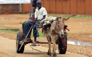​Sécurité alimentaire, transport et urgences climatiques : Le rôle vital des équidés de travail au Sénégal