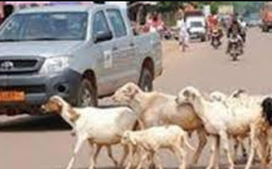 Mbour : à compter du samedi 31 tout animal errant sur la voie publique fera l’objet d’une mise en fourrière automatique (officiel)
