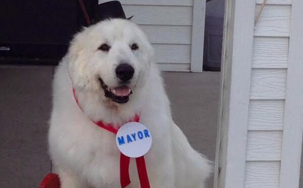 VIDEO. Etats-Unis: Un chien élu maire d'un petit village du Minnesota