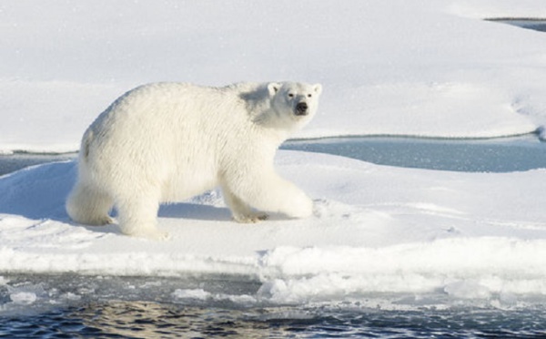 Cinq scientifiques russes encerclés par des ours polaires dans l’Arctique