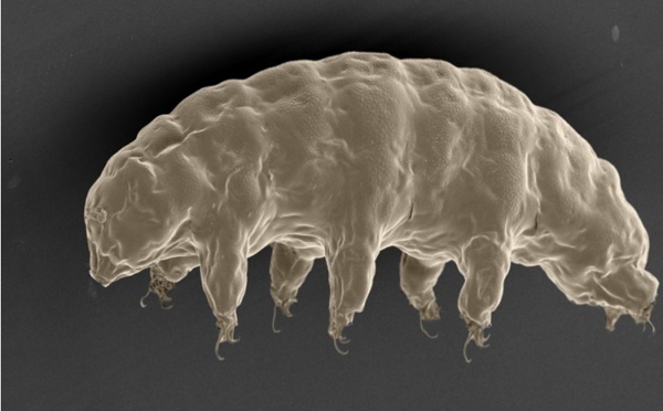 Santé: Un animal quasi indestructible pourrait partager ses supers pouvoirs avec l'être humain