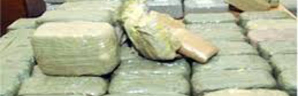 Trafic de drogue à Sédhiou : un couple arrêté avec du chanvre indien