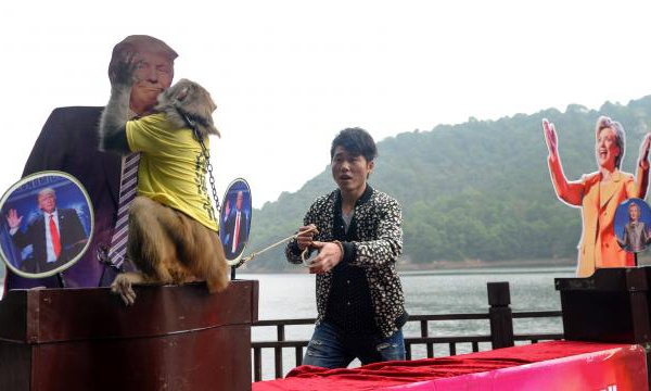Image: le singe qui avait prédit la victoire de Trump