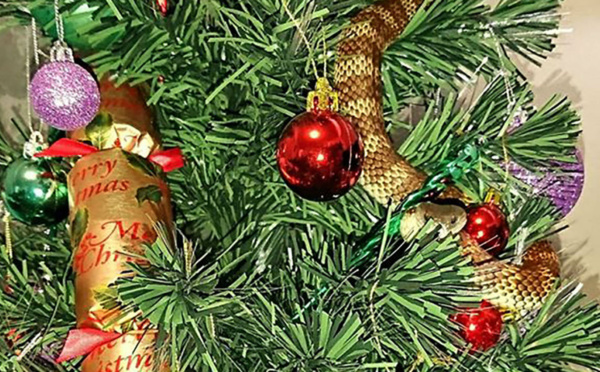 Un serpent-tigre se glisse dans le sapin de Noël d'une Australienne
