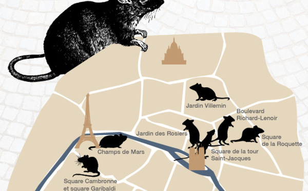 Les rats ont envahi Paris, la mairie contre-attaque