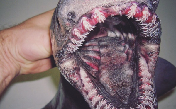 Photos Un pêcheur russe dévoile ses terrifiantes prises