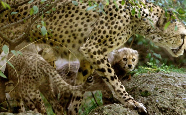 Le guépard pourrait bientôt être en voie d'extinction