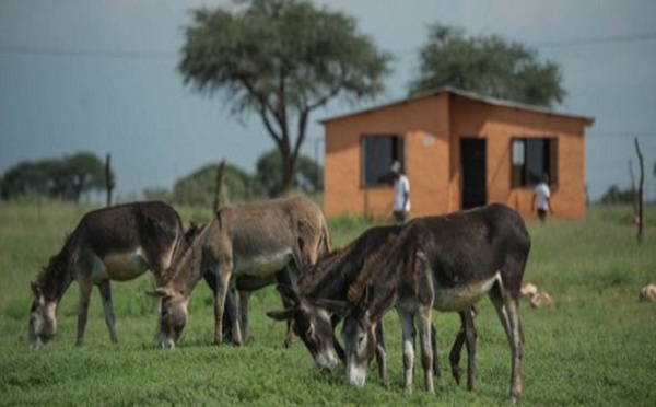 Pourquoi les Chinois veulent la peau des ânes africains