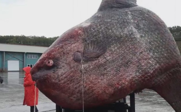 Russie : Un poisson-lune de plus d’une tonne pêché dans le Pacifique