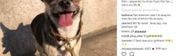 Dani Alves a perdu sa petite chienne et lance un appel sur Instagram pour la retrouver