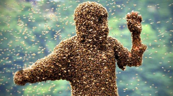 Vidéo-Incroyable : un voleur de voiture arrêté par des abeilles – Regardez !